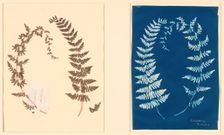 From the Hatton Fern Album, c. 1850. Creator: Anon