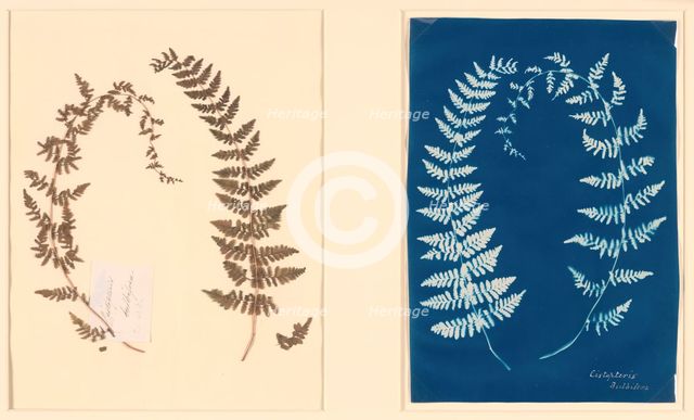 From the Hatton Fern Album, c. 1850. Creator: Anon.