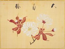 From the Sketch Book of Sakura (Cherry Blossoms), Between 1830 and 1853. Creator: Sakamoto, Konen (1800-1853)