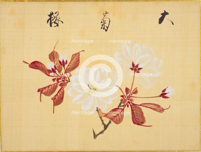 From the Sketch Book of Sakura (Cherry Blossoms), Between 1830 and 1853. Creator: Sakamoto, Konen (1800-1853).