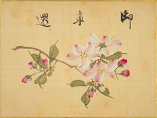 From the Sketch Book of Sakura (Cherry Blossoms), Between 1830 and 1853. Creator: Sakamoto, Konen (1800-1853)