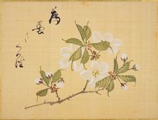 From the Sketch Book of Sakura (Cherry Blossoms), Between 1830 and 1853. Creator: Sakamoto, Konen (1800-1853)