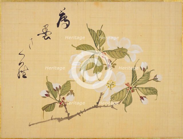 From the Sketch Book of Sakura (Cherry Blossoms), Between 1830 and 1853. Creator: Sakamoto, Konen (1800-1853).