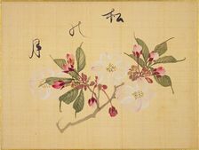 From the Sketch Book of Sakura (Cherry Blossoms), Between 1830 and 1853. Creator: Sakamoto, Konen (1800-1853)