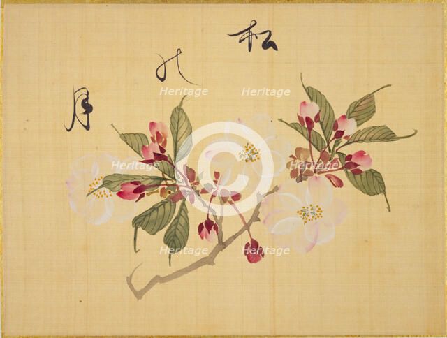 From the Sketch Book of Sakura (Cherry Blossoms), Between 1830 and 1853. Creator: Sakamoto, Konen (1800-1853).