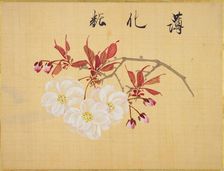 From the Sketch Book of Sakura (Cherry Blossoms), Between 1830 and 1853. Creator: Sakamoto, Konen (1800-1853)