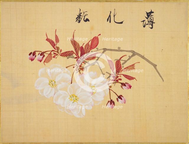 From the Sketch Book of Sakura (Cherry Blossoms), Between 1830 and 1853. Creator: Sakamoto, Konen (1800-1853).