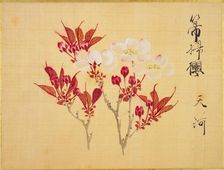 From the Sketch Book of Sakura (Cherry Blossoms), Between 1830 and 1853. Creator: Sakamoto, Konen (1800-1853)