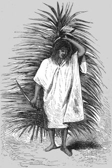 From the Tierra Caliente.'; A Ride Round the Valley of Mexico 1875. Creator: Unknown