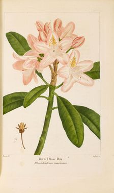 From "Histoire des Arbes Forestiers de l'Amérique Septentrionale" by François André..., 1810-1811. Creator: Bessa, Pancrace (1772-1846)