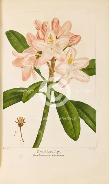 From "Histoire des Arbes Forestiers de l'Amérique Septentrionale" by François André..., 1810-1811. Creator: Bessa, Pancrace (1772-1846).