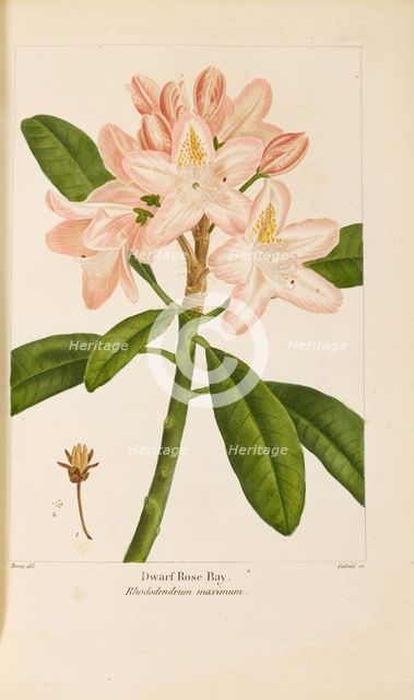 From "Histoire des Arbes Forestiers de l'Amérique Septentrionale" by François André..., 1810-1811. Creator: Bessa, Pancrace (1772-1846).