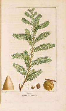 From "Histoire des Arbes Forestiers de l'Amérique Septentrionale" by François André..., 1810-1811. Creator: Bessa, Pancrace (1772-1846)