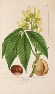 From "Histoire des Arbes Forestiers de l'Amérique Septentrionale" by François André..., 1810-1811. Creator: Bessa, Pancrace (1772-1846)