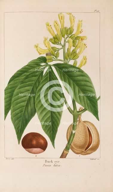 From "Histoire des Arbes Forestiers de l'Amérique Septentrionale" by François André..., 1810-1811. Creator: Bessa, Pancrace (1772-1846).