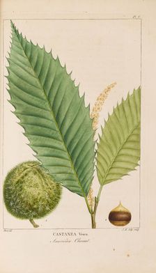 From "Histoire des Arbes Forestiers de l'Amérique Septentrionale" by François André..., 1810-1811. Creator: Bessa, Pancrace (1772-1846)