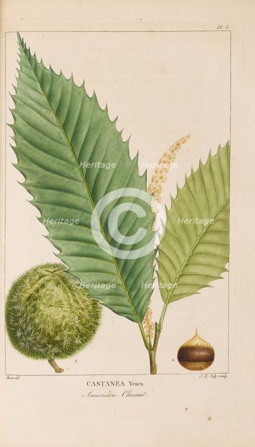 From "Histoire des Arbes Forestiers de l'Amérique Septentrionale" by François André..., 1810-1811. Creator: Bessa, Pancrace (1772-1846).