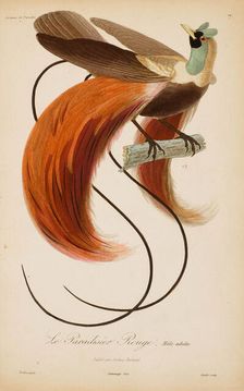 From "Histoire naturelle des oiseaux de Paradis" by R.-P. Lesson, 1835. Creator: Prêtre, Jean-Gabriel (1768-1849)