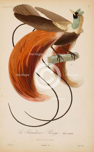 From "Histoire naturelle des oiseaux de Paradis" by R.-P. Lesson, 1835. Creator: Prêtre, Jean-Gabriel (1768-1849).