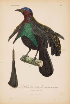 From "Histoire naturelle des oiseaux de Paradis" by R.-P. Lesson, 1835. Creator: Prêtre, Jean-Gabriel (1768-1849)