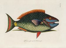 From Piscium, Serpentum, Insectorum, aliorumque nonnullorum animalium, nec non..., 1740s. Creator: Catesby, Mark (1683-1749)