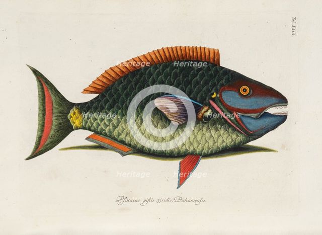 From Piscium, Serpentum, Insectorum, aliorumque nonnullorum animalium, nec non..., 1740s. Creator: Catesby, Mark (1683-1749).