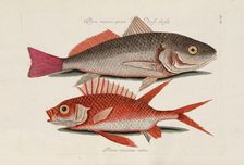 From Piscium, Serpentum, Insectorum, aliorumque nonnullorum animalium, nec non plantarum..., 1740s. Creator: Catesby, Mark (1683-1749)