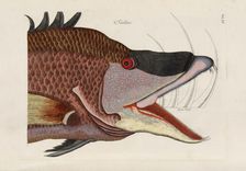 From Piscium, Serpentum, Insectorum, aliorumque nonnullorum animalium, nec non plantarum..., 1740s. Creator: Catesby, Mark (1683-1749)