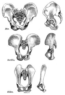 Front and side views of the bony pelvis of Man, Gorilla and Gibbon, 1863. Creator: WH Wesley