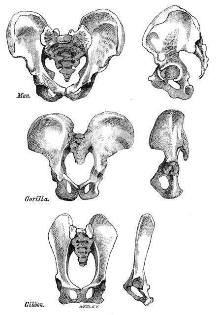 Front and side views of the bony pelvis of Man, Gorilla and Gibbon, 1863.  Creator: WH Wesley.