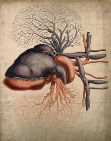 Front view of the heart, with arteries and blood-vessels attached, 1800-1899. Creator: Unknown