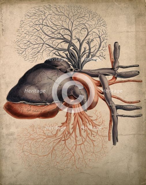 Front view of the heart, with arteries and blood-vessels attached, 1800-1899. Creator: Unknown.