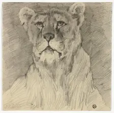 Front View of Seated Lioness, n.d. Creator: Frederik William Zurcher