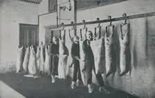 Frozen Meat 1910