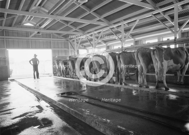 FSA Mineral King Farm Cooperative Association, Tulare County, California, 1939. Creator: Dorothea Lange.