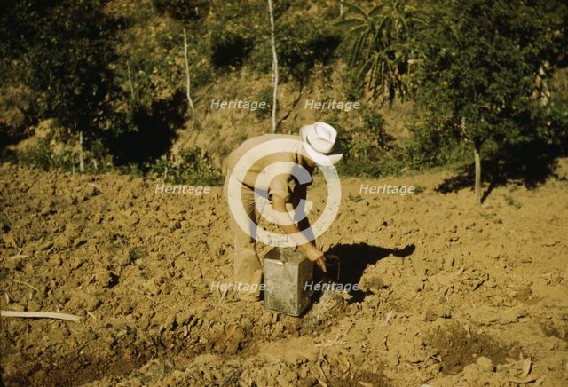 FSA borrower and member of Yauco tomato cooperative..., vicinity of Yauco, Puerto Rico, 1942. Creator: Jack Delano.