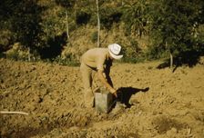 FSA borrower and member of Yauco tomato cooperative..., vicinity of Yauco, Puerto Rico, 1942. Creator: Jack Delano