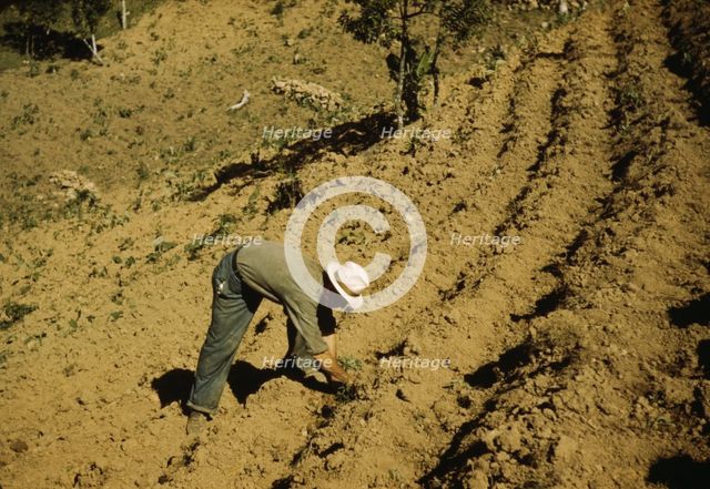 FSA borrower and member of Yauco tomato cooperative..., vicinity of Yauco, Puerto Rico, 1942. Creator: Jack Delano.