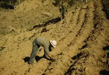 FSA borrower and member of Yauco tomato cooperative..., vicinity of Yauco, Puerto Rico, 1942. Creator: Jack Delano