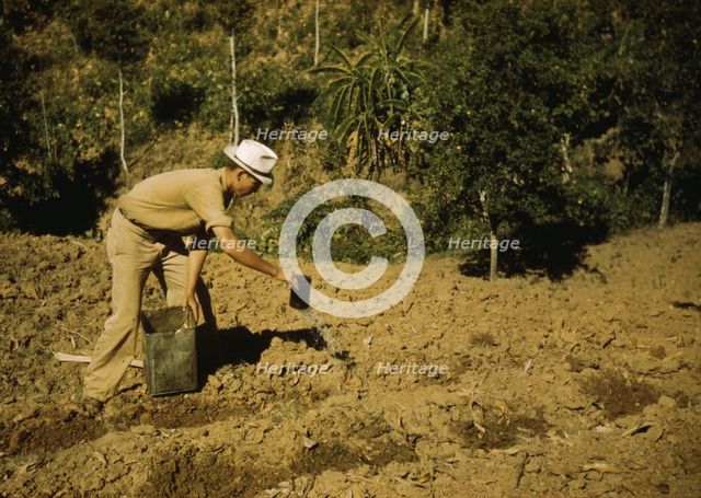 FSA borrower and member of Yauco tomato cooperative..., vicinity of Yauco, Puerto Rico, 1942. Creator: Jack Delano.