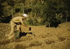 FSA borrower and member of Yauco tomato cooperative..., vicinity of Yauco, Puerto Rico, 1942. Creator: Jack Delano
