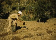 FSA borrower and member of Yauco tomato cooperative..., vicinity of Yauco, Puerto Rico, 1942. Creator: Jack Delano