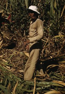 FSA borrower and participant in the sugar cane cooperative, Rio Piedras, Puerto Rico, 1941. Creator: Jack Delano