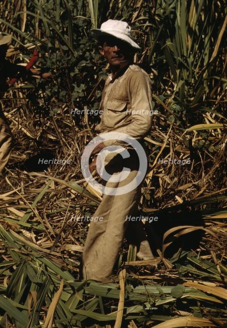 FSA borrower and participant in the sugar cane cooperative, Rio Piedras, Puerto Rico, 1941. Creator: Jack Delano.