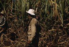 FSA borrower and participant in the sugar cane cooperative, Rio Piedras, Puerto Rico, 1941. Creator: Jack Delano