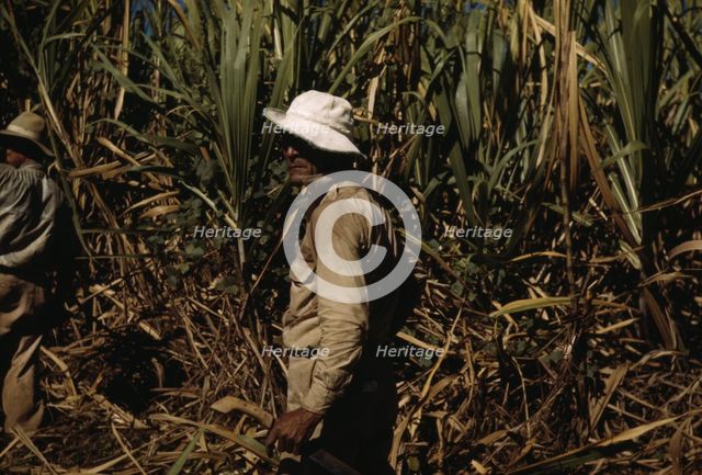 FSA borrower and participant in the sugar cane cooperative, Rio Piedras, Puerto Rico, 1941. Creator: Jack Delano.