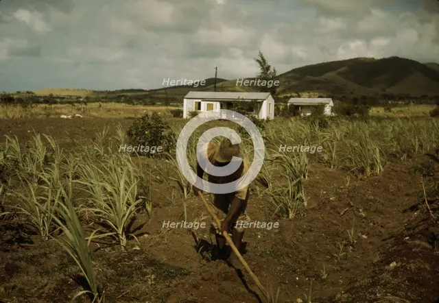 FSA borrower cultivating his sugar cane field, vicinity of Frederiksted, St. Croix, V.I. , 1941. Creator: Jack Delano.