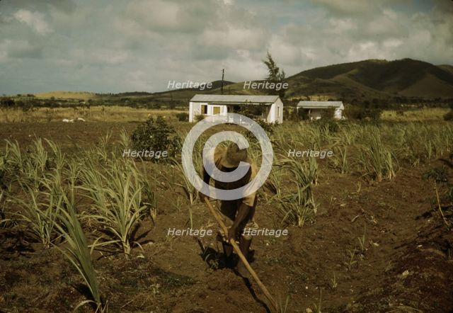 FSA borrower cultivating his sugar cane field, vicinity of Frederiksted, St. Croix, V.I. , 1941. Creator: Jack Delano.