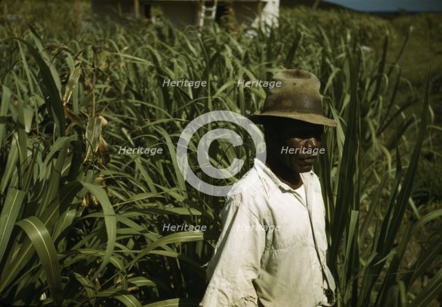 FSA borrower? in a sugar-cane field, Puerto Rico, 1941 or 1942. Creator: Jack Delano.