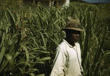 FSA borrower? in a sugar-cane field, Puerto Rico, 1941 or 1942. Creator: Jack Delano